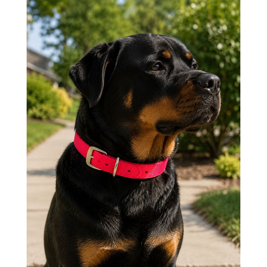 Coastal Dog Collar Adjustable Durable Nylon Red 22" Collar Metal Buckle & Clip