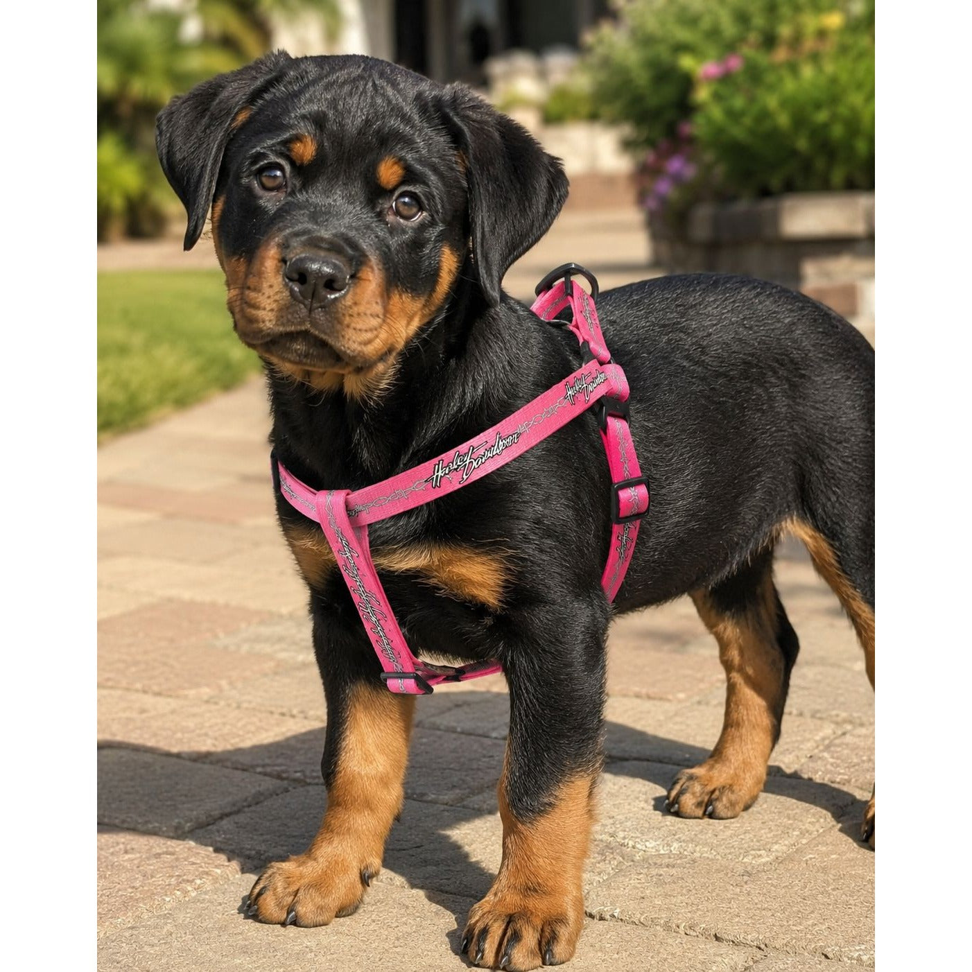 Harley-Davidson Pink Adjustable Dog Harness With Metal Ring & Quick-Release Buckles