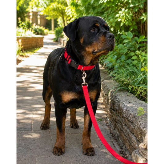 Coastal Durable Red Nylon Dog Leash With Metal Clip 6-Foot Long For Everyday Use (Collar Sold Separately)
