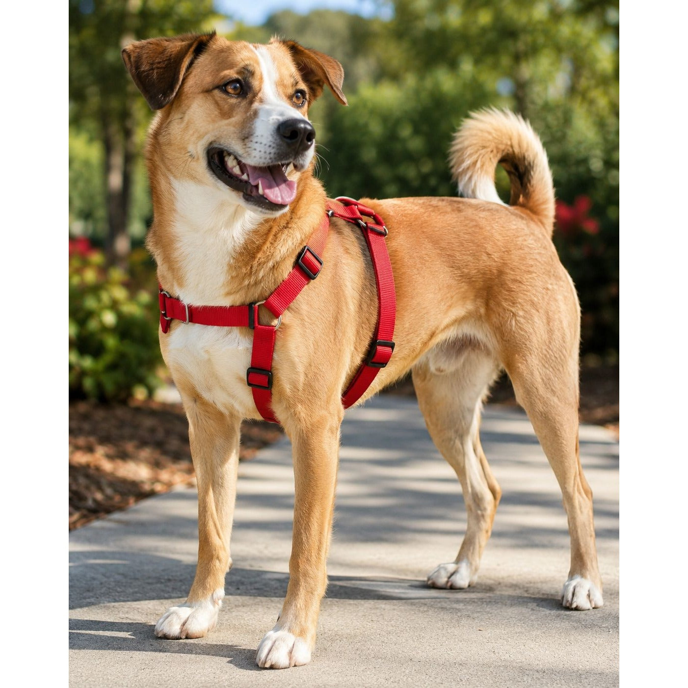 Coastal Comfort Wrap Adjustable Dog Harness Red Medium 14"-20" Neck 20"-30" Girth Durable Nylon