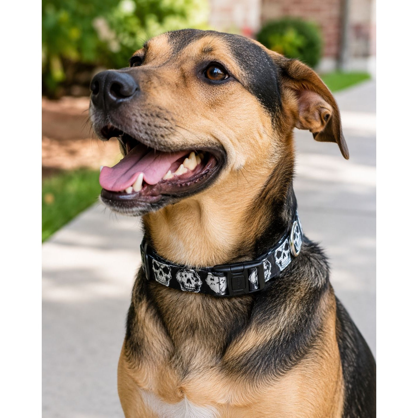 Skull Pattern Dog Collar 14"-20" Adjustable Medium Coastal Pet Black & White